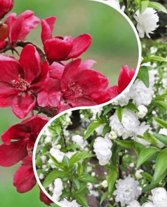 Яблоня и вишня, комплект из 2 сортов "Весеннее обаяние" (Spring charm) 2 шт саженцев