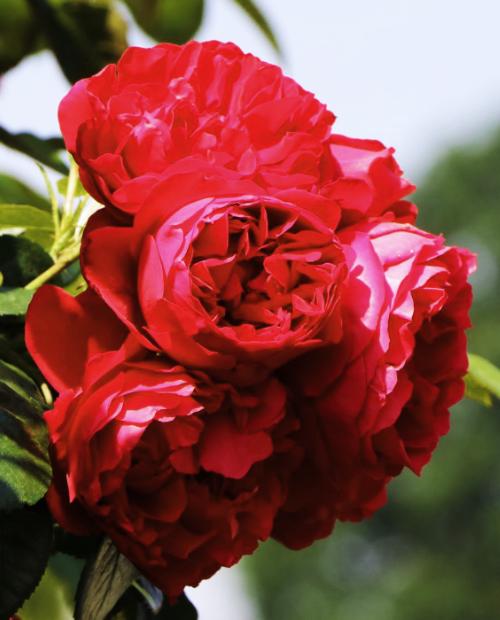 Роза шраб алая "Флорентина" (саженец класса АА+) высший сорт фото-2