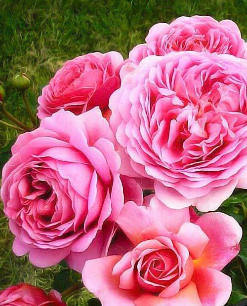 Роза шраб Принцесса Александра розовая (саженец класса АА+) высший сорт фото-0
