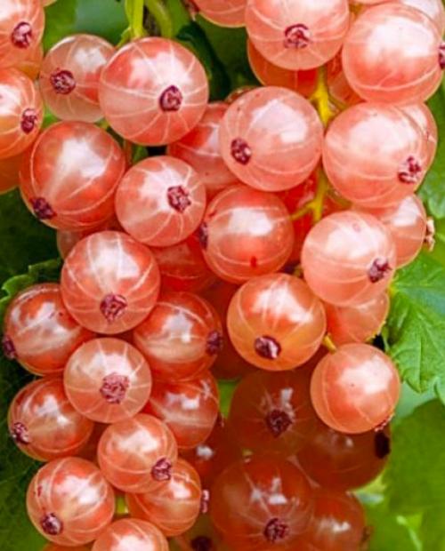 Смородина Жемчужина розовая (средне-ранний срок созревания, высокоурожайная) фото-1