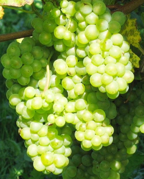 Виноград белый "Пино белый" (винный сорт, средне-раннего срока созревания) фото-2