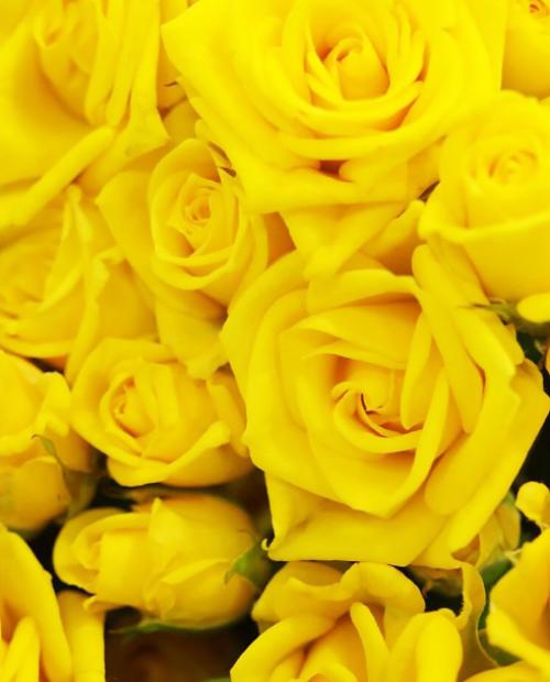 Роза спрей ярко-желтая "Шани" (саженец класса АА+) высший сорт фото-3