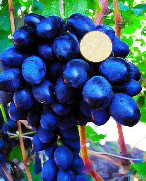 Виноград темно-синий "Гала" (столовый сорт, ранний срок созревания) фото-