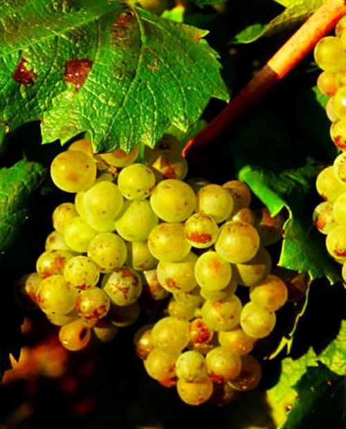 Виноград зеленовато-белый "Алиготе" (винный сорт, средне-раннего срока созревания) фото-2