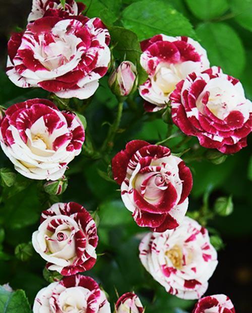 Роза спрей "Спарлинг-Бело-черный" (саженец класса АА+) высший сорт фото-