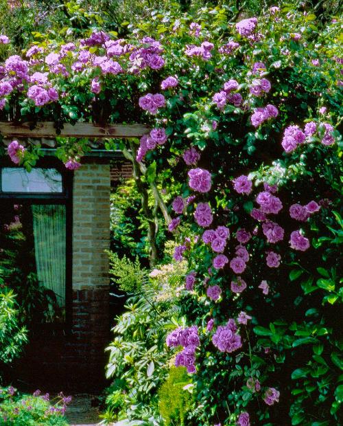 Роза плетистая фиолетовая "Индиголетта" (саженец класса АА+) высший сорт фото-2