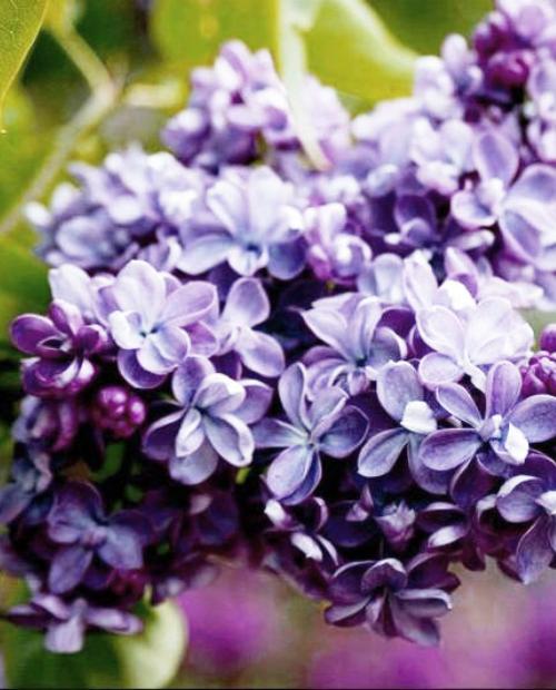 Сирень Красотка светло-фиолетовая (позднего срока цветения) (контейнер p9) 1-год фото-3