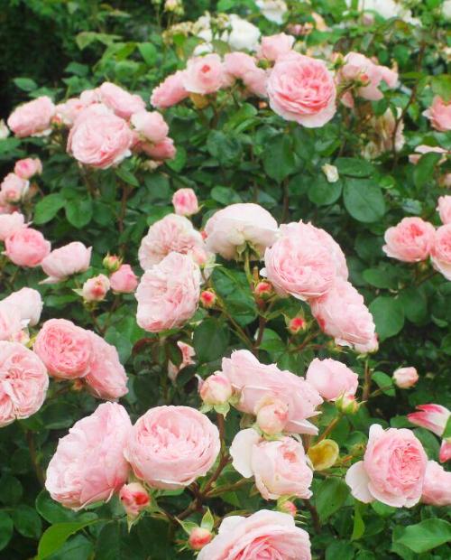 Роза флорибунда нежно-розовая "Мария Тереза" (саженец класса АА+) высший сорт фото-1