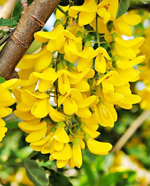 Акация желтая 3-х летняя (Yellow acacia) высота саженца 40-50 см фото-3