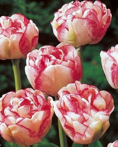 Тюльпан махровый поздний "Черри Ванила" (Cherry Vanilla) 3шт в упаковке (размер 12/+) фото-0