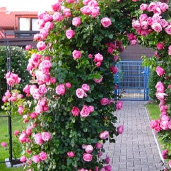 Роза плетистая розовая с сиреневым оттенком "Сердце розы" (саженец класса АА+) высший сорт 