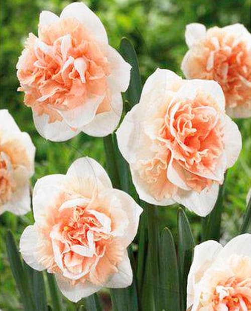 Нарцисс "Flower Surprise" 2шт в упаковке фото-3