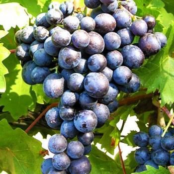 Виноград синий "Сканворд" (винный сорт, средний срок созревания)
