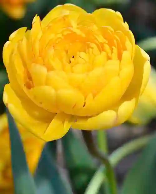 Тюльпан махровый поздний "Йеллоу Помпонет" (Yellow Pompenette) 3шт в упаковке (размер 11/12) фото-1
