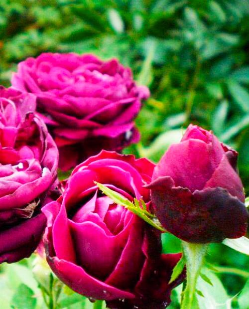 Роза парковая пурпурно-малиновая "Принц" (саженец класса АА+) высший сорт фото-1
