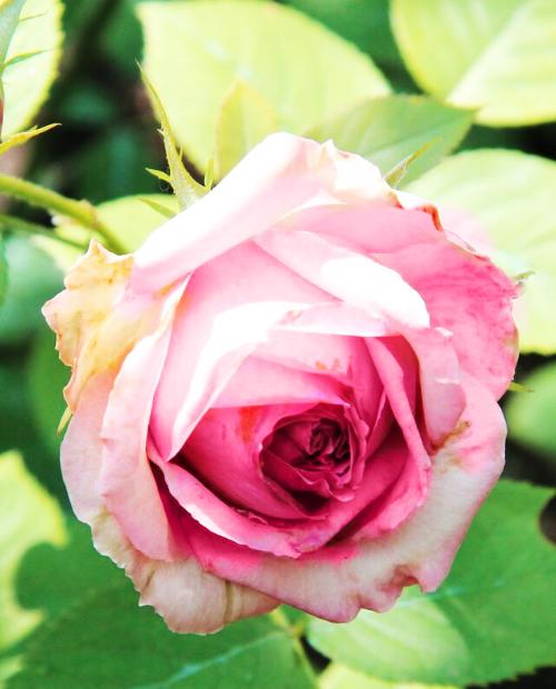 Роза чайно-гибридная зеленовато-розовая "Джим" (саженец класса АА+) высший сорт фото-3