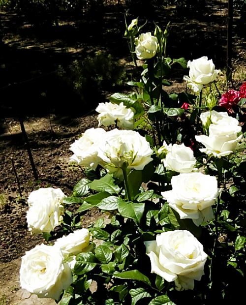 Роза чайно-гибридная белая "Боинг" (саженец класса АА+) высший сорт фото-3
