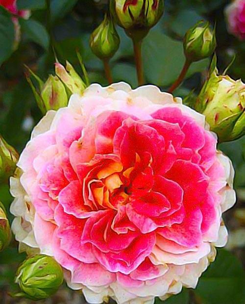 Роза шраб розово-белая "Цезарь" (саженец класса АА+) высший сорт фото-