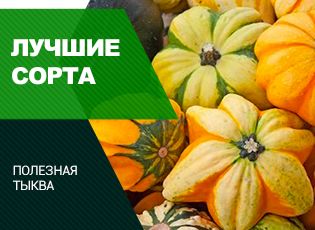 7 лучших сортов тыквы