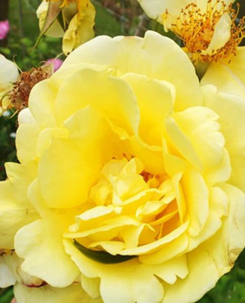 Роза плетистая Казино ярко-желтая (саженец класса АА+) высший сорт фото-1