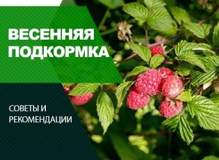 Подкормка малины весной