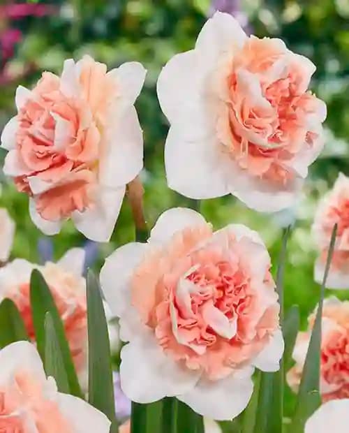Нарцисс "Flower Surprise" 2шт в упаковке фото-1