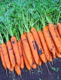 Правильный посев моркови на ленте и посадка на туалетной бумаге: 8 комментариев