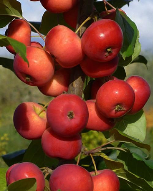 Яблоня колоновидная Красная среднерослая (средний срок созревания) (корневая окс) фото-2