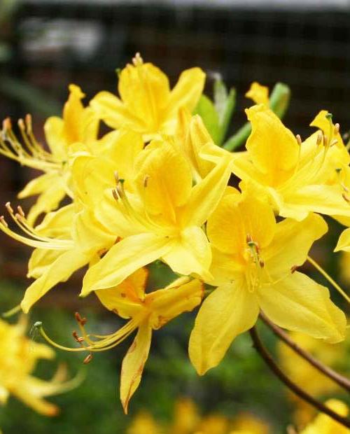 Рододендрон листопадный азалия Желтый (Yellow) (контейнер p9) 1-год фото-2