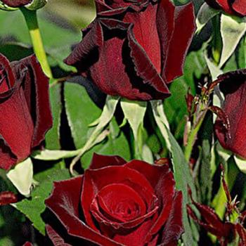 Роза чайно-гибридная бархатно-красная "Poзa Баркароле" (саженец класса АА+) высший сорт  