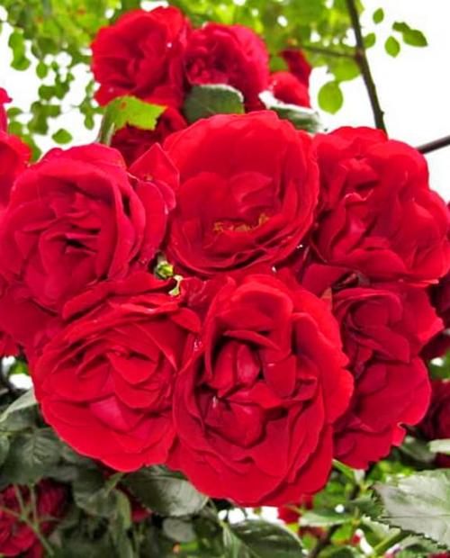 Роза плетистая Фламентанц алая (саженец класса АА+) высший сорт фото-0