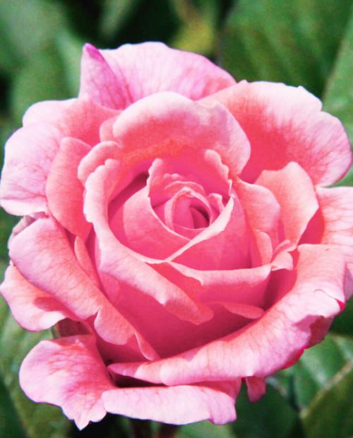 Роза чайно-гибридная Сусанна розовая (саженец класса АА+) высший сорт фото-2