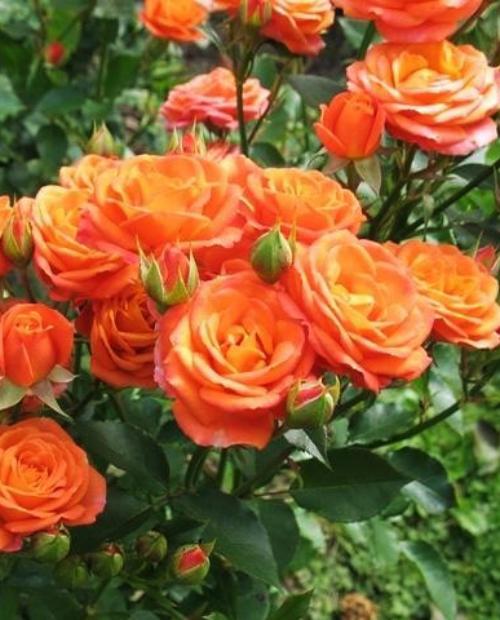 Роза спрей ярко-оранжевая "Алегрия" (саженец класса АА+) высший сорт фото-3