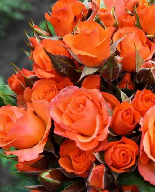 Роза спрей ярко-оранжевая "Алегрия" (саженец класса АА+) высший сорт фото-2