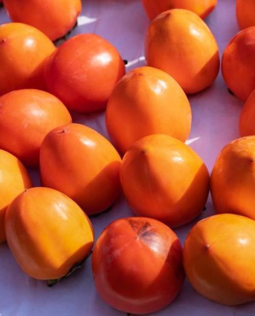 Хурма Шарон ярко-оранжевая (средний срок созревания, на морозостойком подвое) фото-1