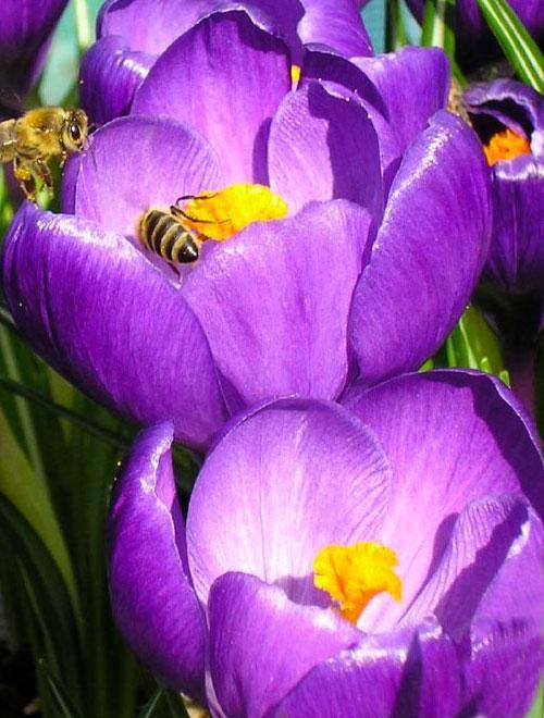 Крокус ботанический "Barr´s Purple"  5шт в упаковке фото-0