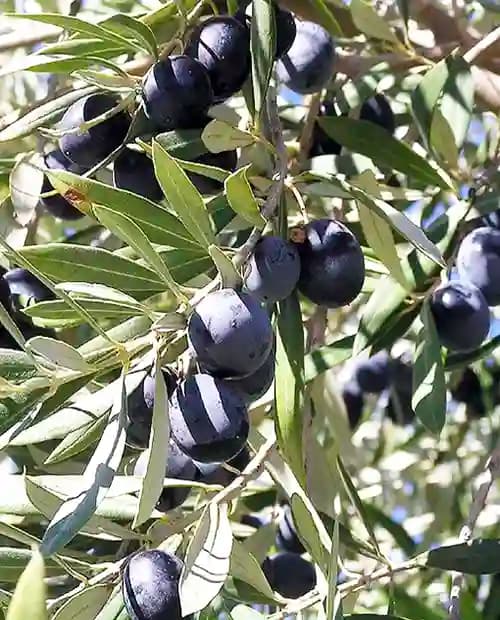 Оливковое дерево "Каламата" (Kalamata) фото-3