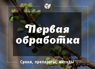 Весенняя обработка сада: препараты, сроки, инструкция