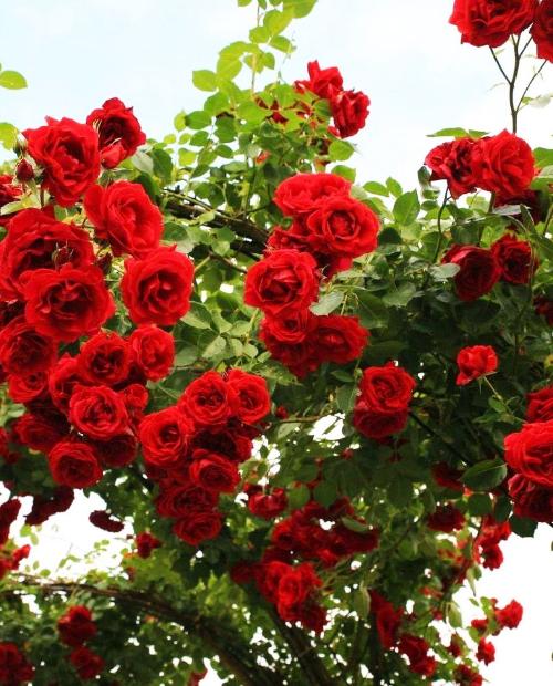 Роза плетистая ярко-красная "Ван Лав" (One Love) (саженец класса АА+, премиальный сорт, подходит для живой изгороди) фото-3