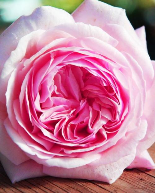 Роза английская Остин Росалинд бело-розовая (саженец класса АА+) высший сорт фото-2