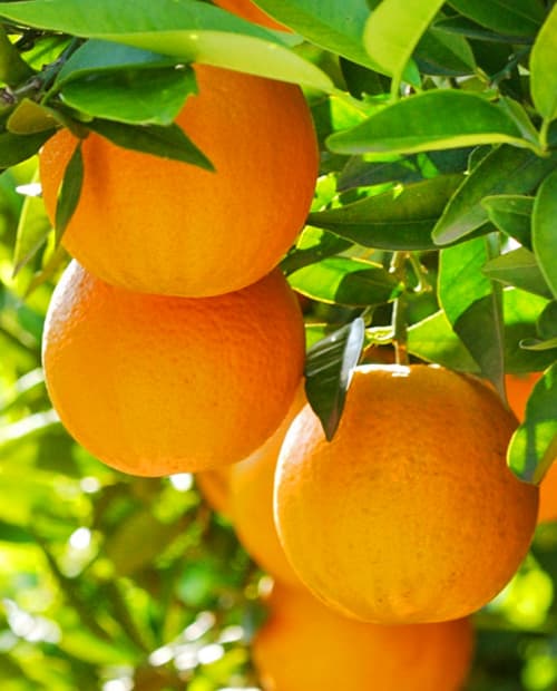 Апельсин Верна фото-0