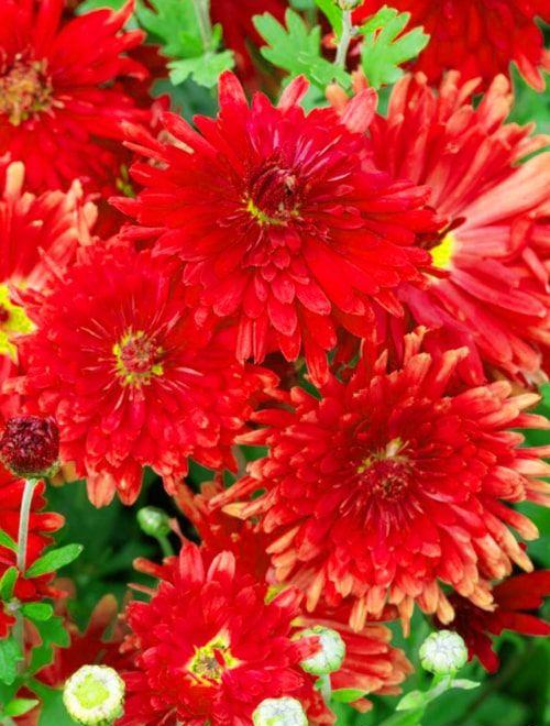 Хризантема садовая красная "Ред Вельвет" (Red velvet) фото-