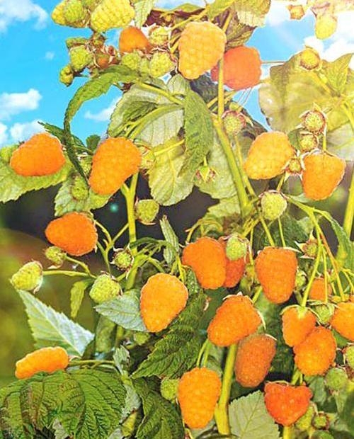 Малина Золотая осень оранжевая (средний срок созревания)  фото-0