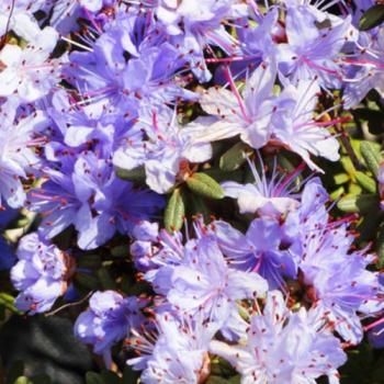 Рододендрон азалия фиолетово-синяя "Импедитум" (Impeditum)