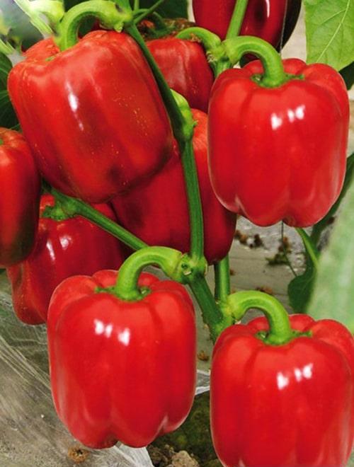 Перец сладкий Винни Пух – купить семена в интернет-магазине Агро-Маркет24