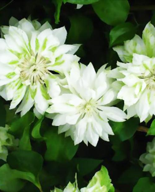 Клематис махровый Юкиокоши (Yukiokoshi) белый (повторноцветущий сорт) (корневая окс) фото-3