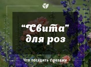 Свита для роз: какие растения могут дополнить красоту розария, список