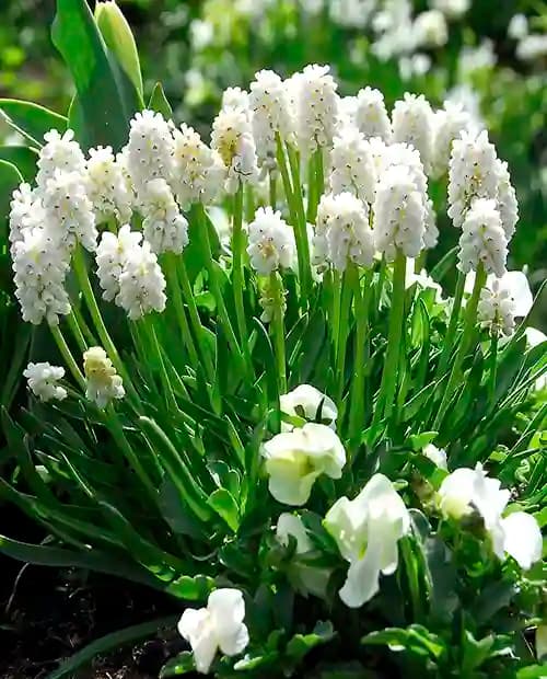 Мускари "Уайт Меджик" (White Magic) 5шт в упаковке (размер 6/+) фото-2
