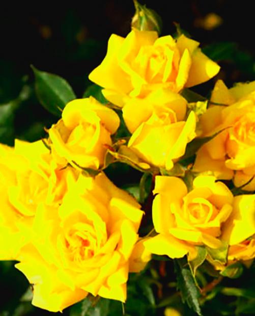 Роза спрей ярко-желтая "Шани" (саженец класса АА+) высший сорт фото-2