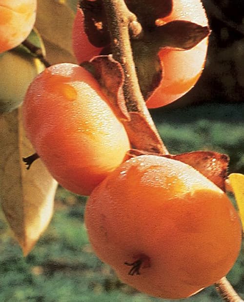 Хурма ярко-оранжевая "Мидер" (средний срок созревания) (корневая окс) фото-2